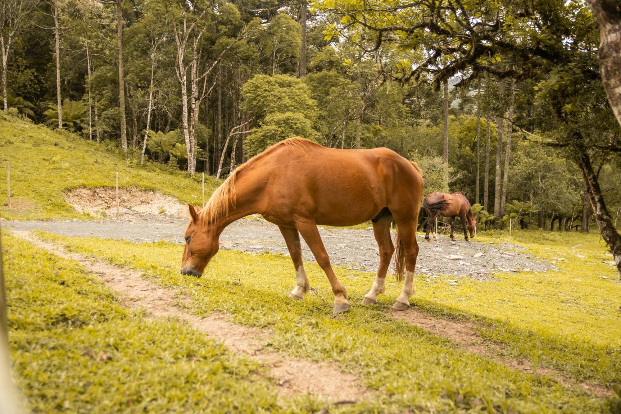 Cabana Com Hidromassagem Bom Retiro  Zewnętrze zdjęcie